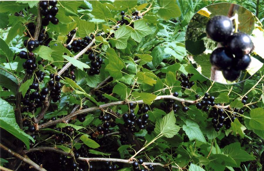 Смородино-крыжовниковый гибрид йошта. Йошта йохини. Йошта йохини. Гибрид смородины и крыжовника йошта. Крыжовник йошта.