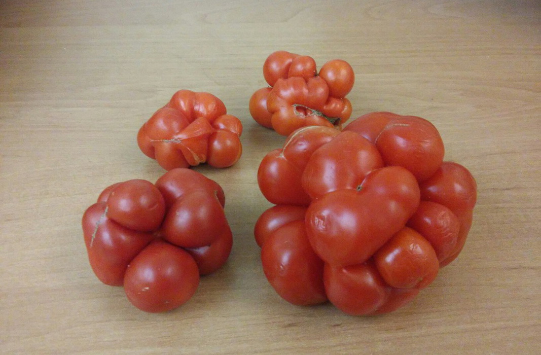 томат чесночный сибирский сад. помидоры чесночные сорт. сорт помидор рейсетомейт. томат чесночный описание сорта. томат чесночный описание сорта.